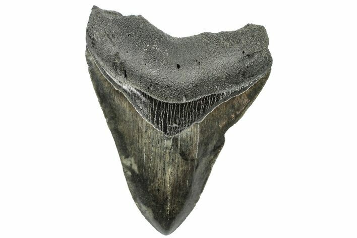 Serrated, 4.08" Fossil Megalodon Tooth - South Carolina